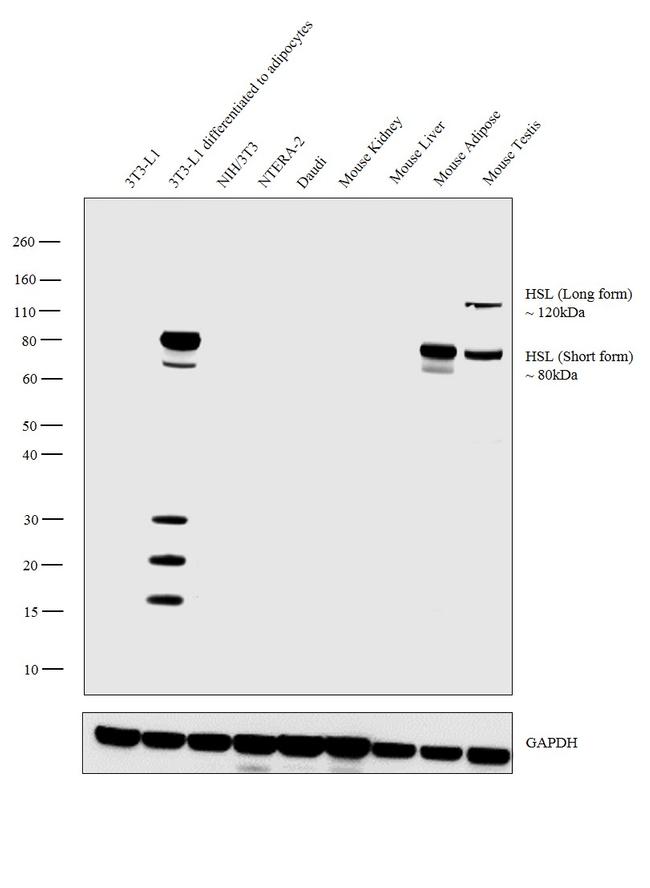 HSL Antibody in Western Blot (WB)