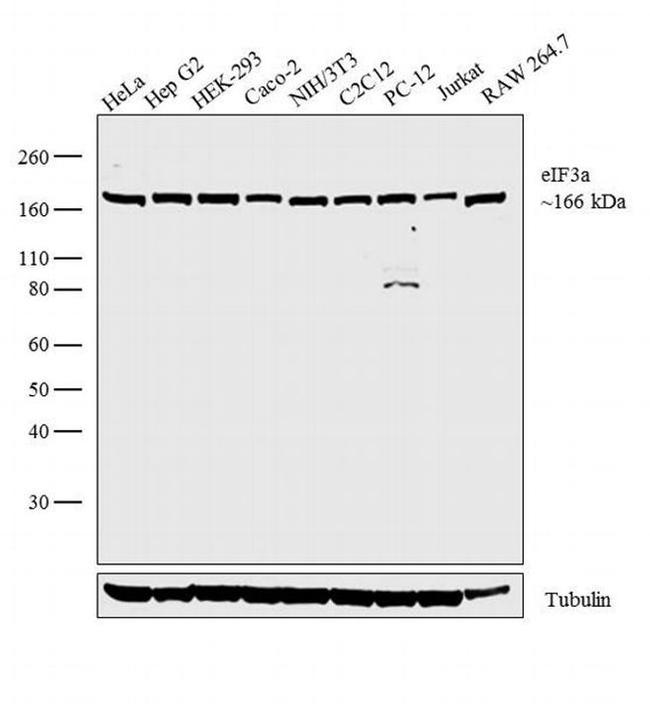 eIF3a Antibody in Western Blot (WB)
