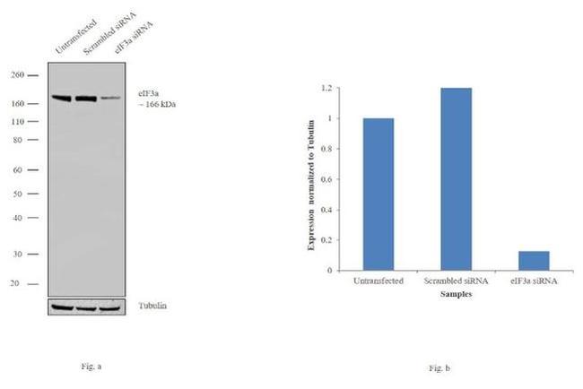 eIF3a Antibody in Western Blot (WB)