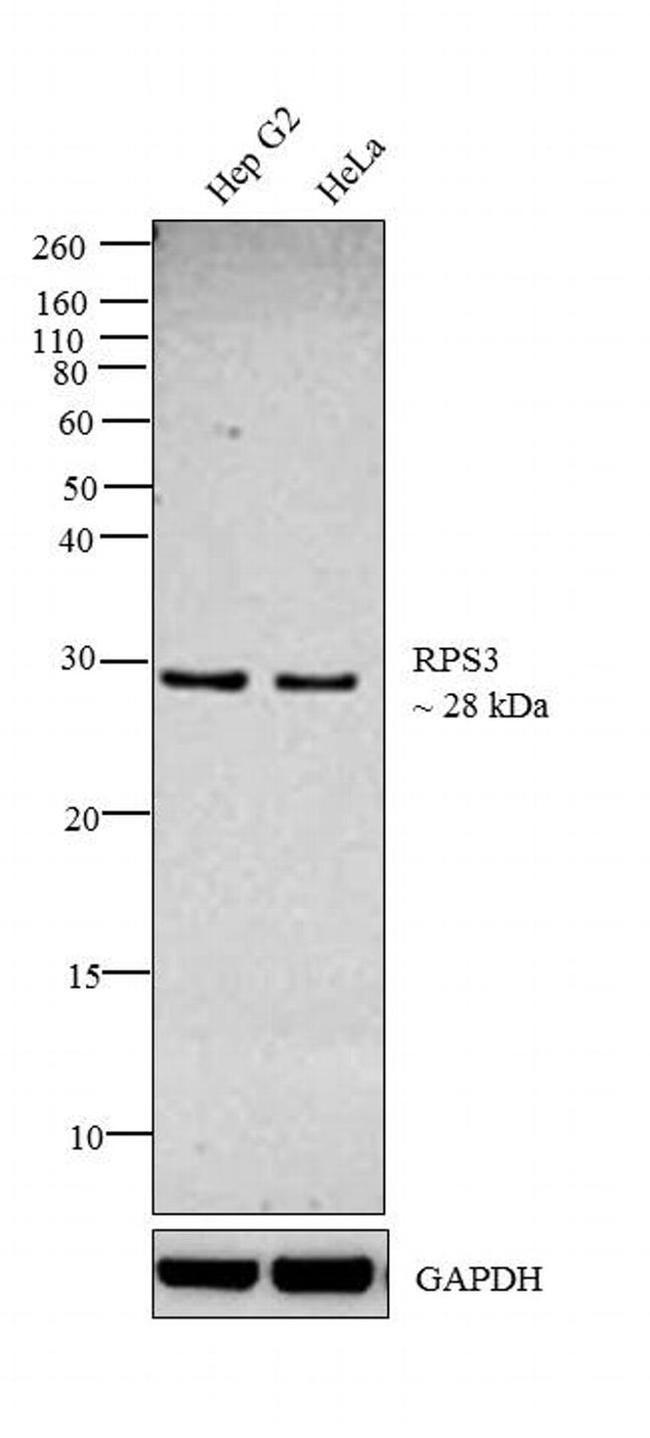 RPS3 Antibody in Western Blot (WB)