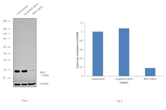 RPS3 Antibody in Western Blot (WB)