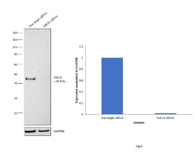 SIRT6 Antibody