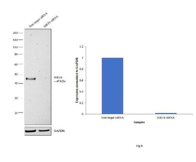 SIRT6 Antibody in Western Blot (WB)