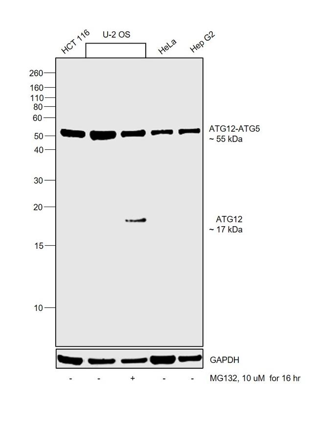 ATG12 Antibody in Western Blot (WB)