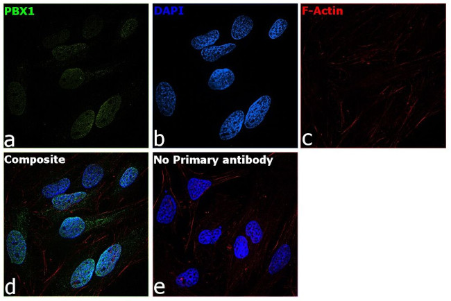 PBX1 Antibody in Immunocytochemistry (ICC/IF)