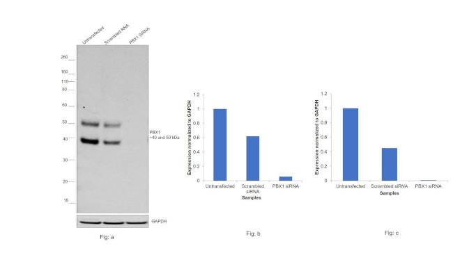 PBX1 Antibody