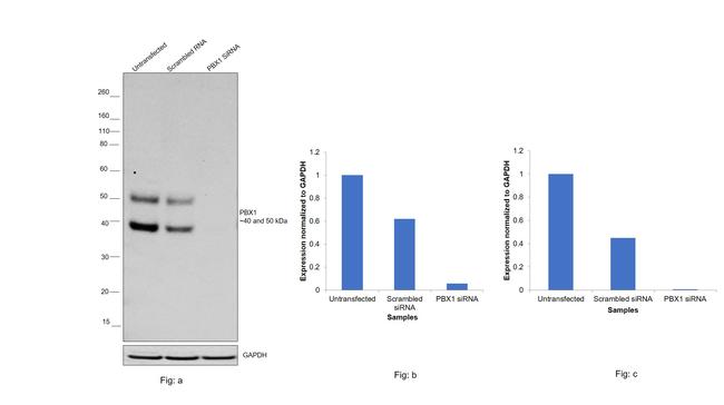 PBX1 Antibody in Western Blot (WB)