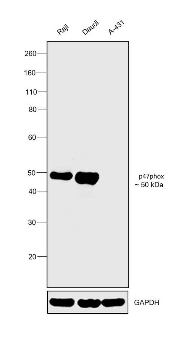 p47phox Antibody in Western Blot (WB)