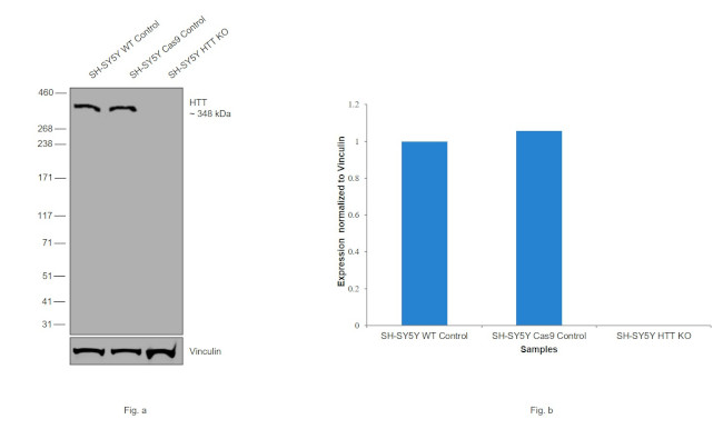 Huntingtin Antibody