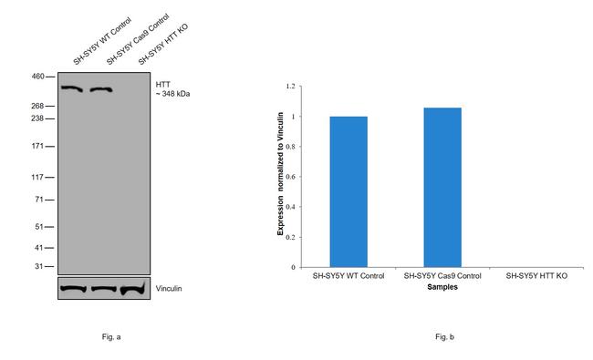 Huntingtin Antibody in Western Blot (WB)