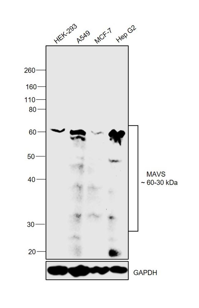 MAVS Antibody in Western Blot (WB)