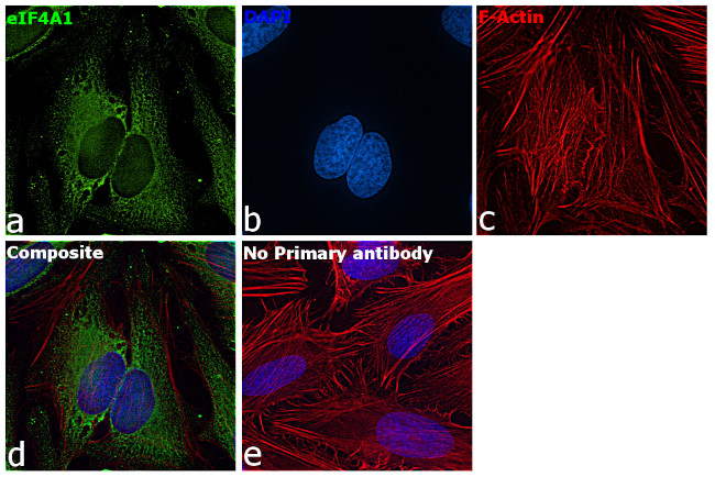 eIF4A1 Antibody in Immunocytochemistry (ICC/IF)