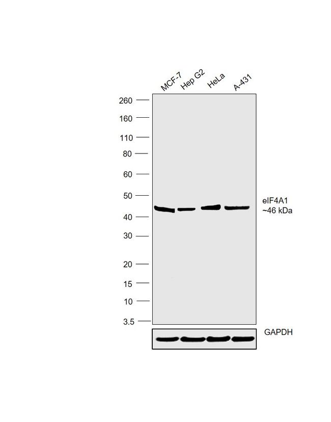 eIF4A1 Antibody in Western Blot (WB)