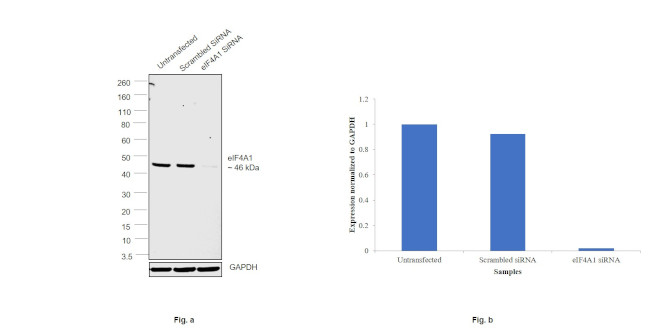 eIF4A1 Antibody