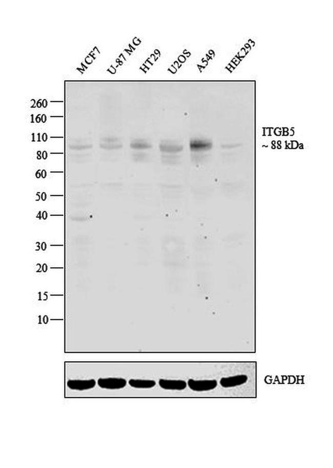 ITGB5 Antibody in Western Blot (WB)