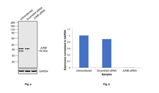 JunB Antibody in Western Blot (WB)