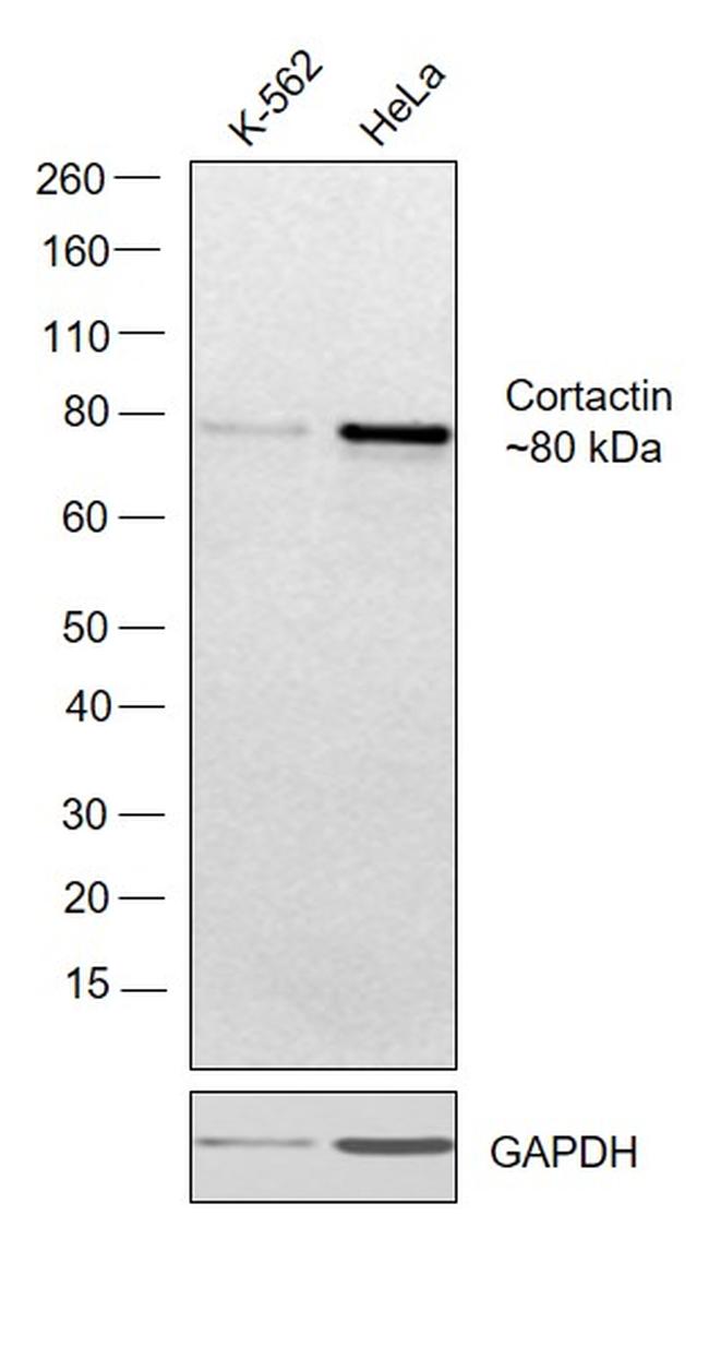 Cortactin Antibody in Western Blot (WB)