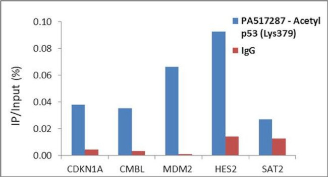 Acetyl-p53 (Lys379) Antibody in ChIP Assay (ChIP)