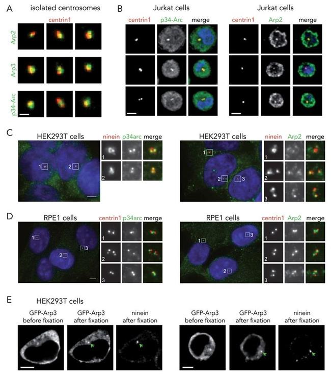 Arp3 Antibody in Immunocytochemistry (ICC/IF)