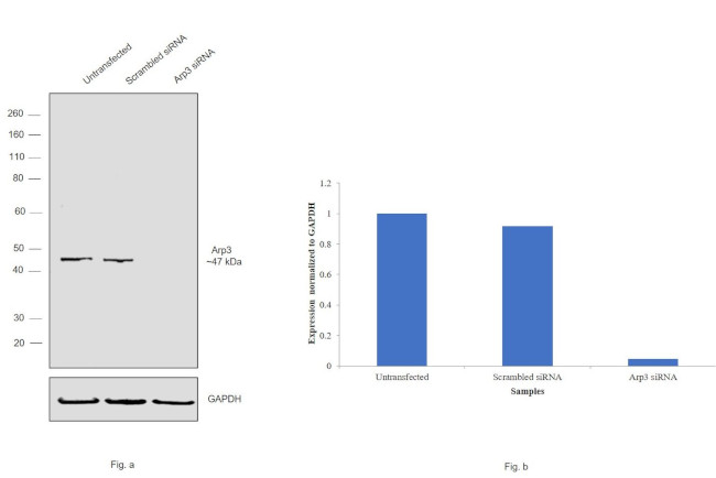 Arp3 Antibody