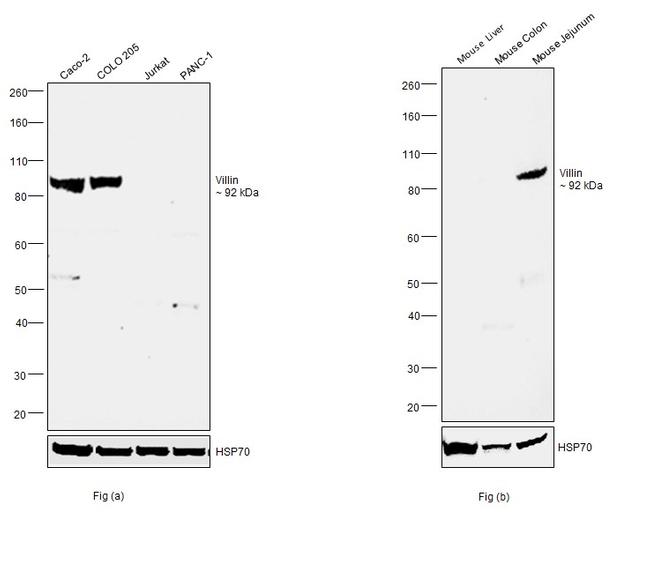 Villin Antibody in Western Blot (WB)