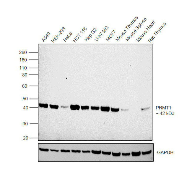 PRMT1 Antibody