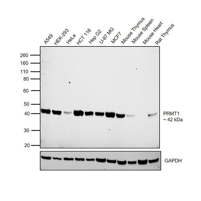 PRMT1 Antibody in Western Blot (WB)