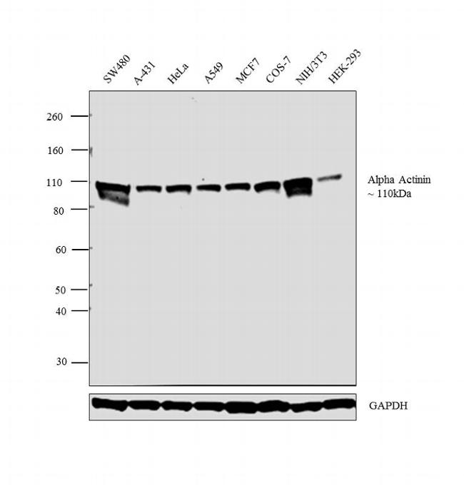 alpha Actinin 1 Antibody in Western Blot (WB)