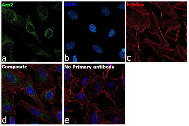 Arp2 Antibody in Immunocytochemistry (ICC/IF)