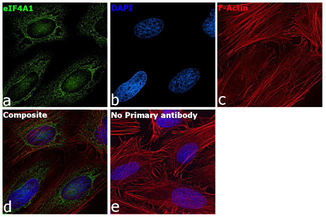 eIF4A1 Antibody in Immunocytochemistry (ICC/IF)