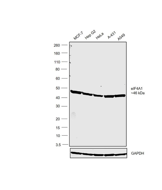 eIF4A1 Antibody in Western Blot (WB)