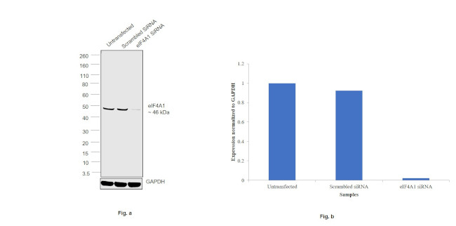 eIF4A1 Antibody