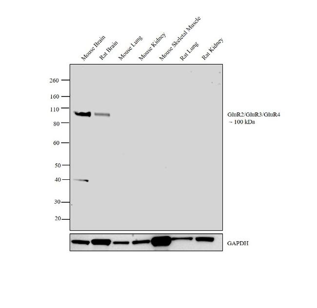 GluR2/GluR3/GluR4 Antibody in Western Blot (WB)