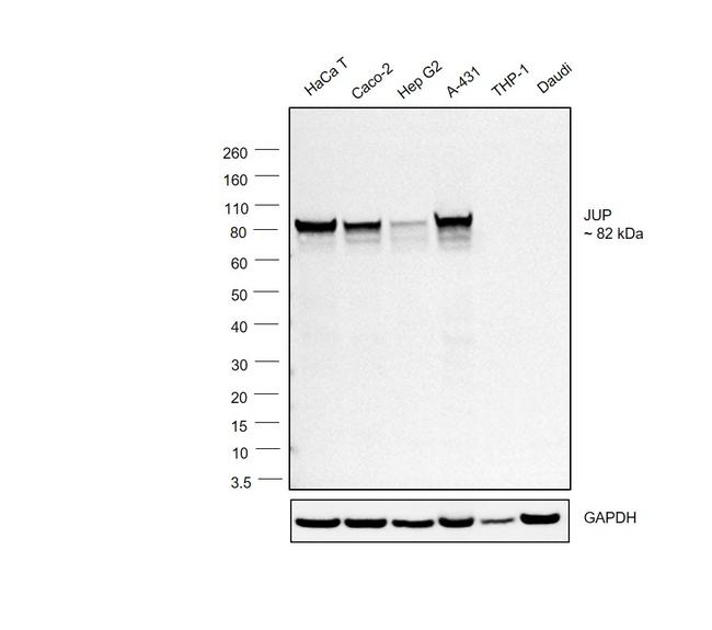 gamma Catenin Antibody in Western Blot (WB)
