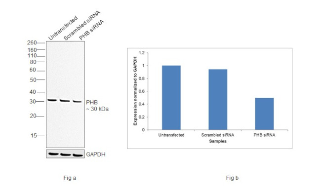 Prohibitin Antibody