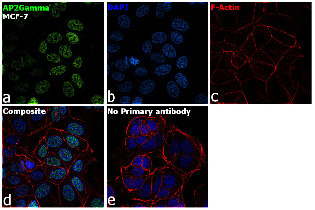 AP2 gamma Antibody in Immunocytochemistry (ICC/IF)