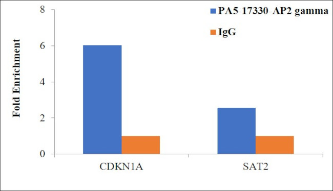 AP2 gamma Antibody in ChIP Assay (ChIP)