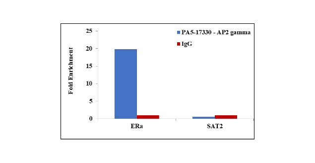 AP2 gamma Antibody in ChIP Assay (ChIP)