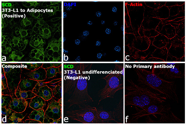 SCD Antibody in Immunocytochemistry (ICC/IF)