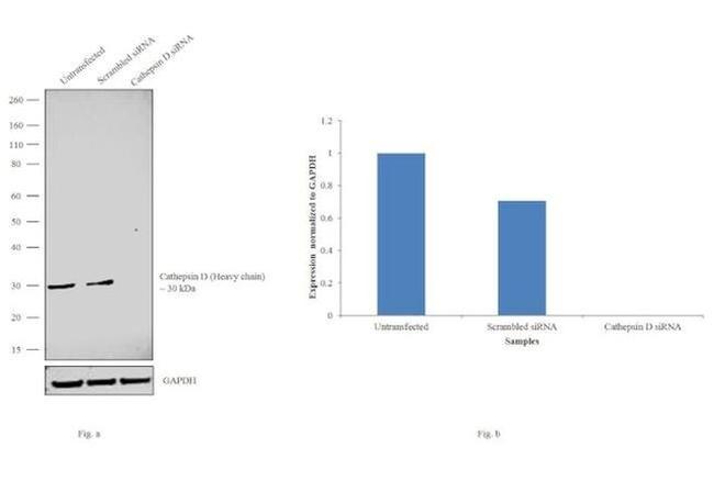 Cathepsin D Antibody in Western Blot (WB)