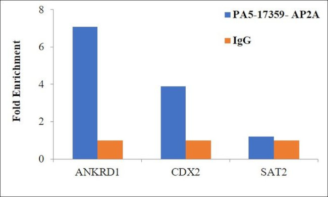 AP2 alpha Antibody in ChIP Assay (ChIP)