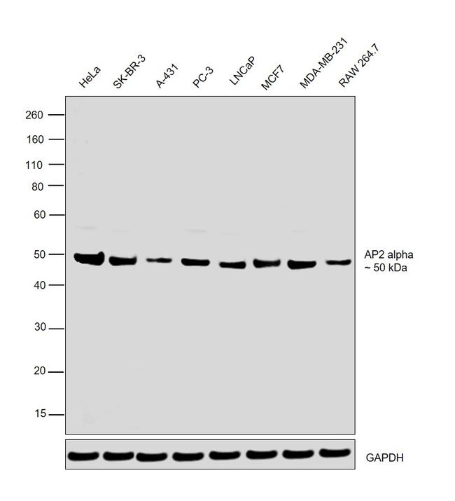 AP2 alpha Antibody in Western Blot (WB)