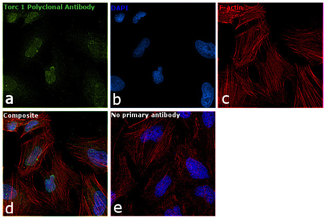 Torc1 Antibody in Immunocytochemistry (ICC/IF)