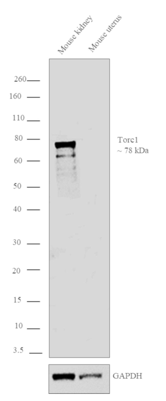 Torc1 Antibody in Western Blot (WB)