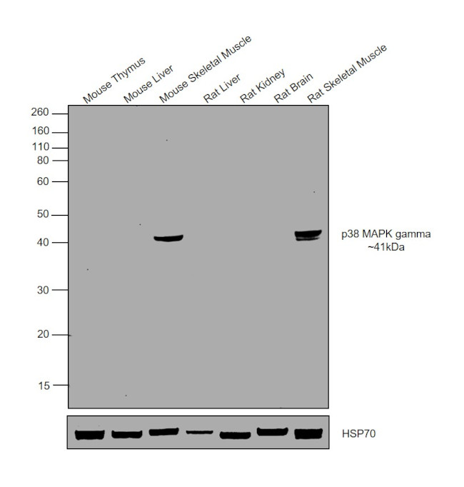 p38 MAPK gamma Antibody