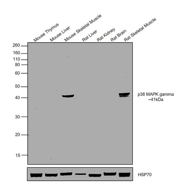 p38 MAPK gamma Antibody in Western Blot (WB)