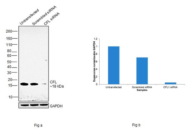 Cofilin Antibody in Western Blot (WB)