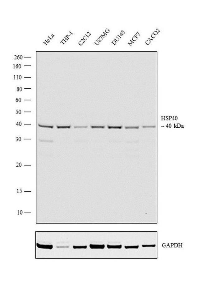 HSP40 Antibody in Western Blot (WB)