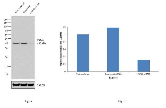 HSP40 Antibody in Western Blot (WB)