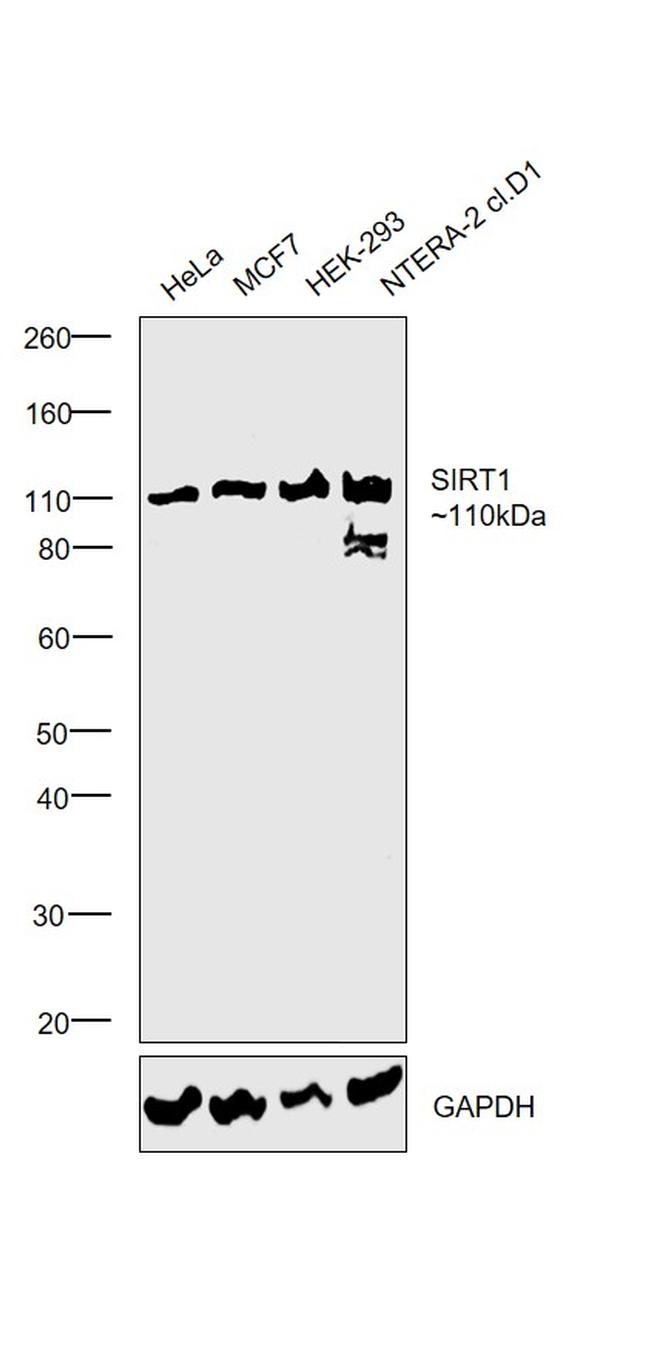 SIRT1 Antibody in Western Blot (WB)